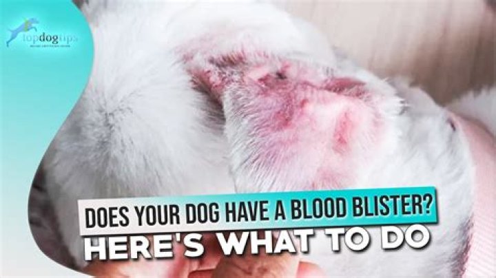 What causes blood blisters in dogs ears?